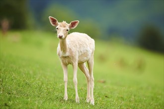 European fallow deer (Dama dama) fawn standing on a meadow, tirol, Kitzbühel, Wildpark Aurach,