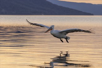 Dalmatian Pelican (Pelecanus crispus), flying in the evening light, magnificent plumage, Lake