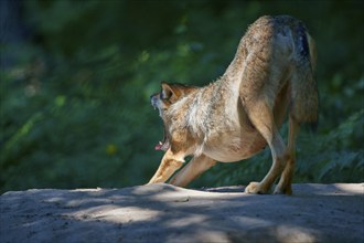 Gray wolf (Canis lupus), stretching in the forest, surrounded by green leaves and trees, summer,