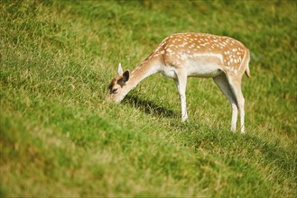 European fallow deer (Dama dama) doe standing on a meadow, Kitzbühel, Wildpark Aurach, Austria,