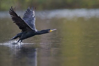 Great cormorant (Phalacrocorax carbo) in flight, Lower Saxony, Germany, Europe