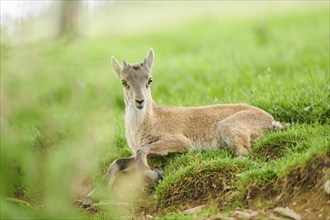 Alpine ibex (Capra ibex) lying standing on a meadow, wildlife Park Aurach near Kitzbuehl, Austria,