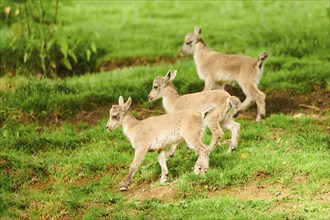 Alpine ibex (Capra ibex) youngsters walking on a meadow, wildlife Park Aurach near Kitzbuehl,