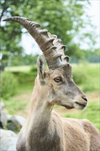 Alpine ibex (Capra ibex) male, portrait, wildlife Park Aurach near Kitzbuehl, Austria, Europe