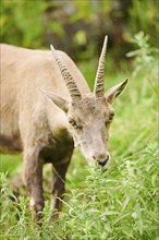 Alpine ibex (Capra ibex) female, portrait in the meadow, wildlife Park Aurach near Kitzbuehl,