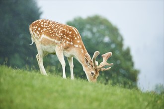 European fallow deer (Dama dama) stag standing on a meadow, tirol, Kitzbühel, Wildpark Aurach,