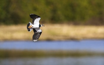 Northern Lapwing, Vanellus vanellus in a flight over autumn marshes