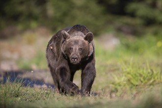 European brown bear or Eurasian brown bear (Ursus arctos arctos), brown bear in a forest clearing,