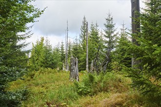 Vegetation with Norway spruce (Picea abies) and colored European blueberry (Vaccinium myrtillus) on