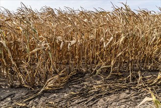 Corn field dried up and only low grown, small corn cobs, due to the summer drought, drought, near