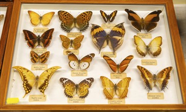 Mounted tropical butterflies in display case identified by Latin scientific name from Malaysia,