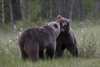 European brown bear, Karelia, Finland, Europe