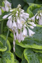 Blossoms of a hosta (Hosta), North Rhine-Westphalia, Germany, Europe