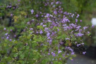 Meadow-rue (Thalictrum), North Rhine-Westphalia, Germany, Europe