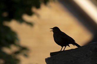 Eurasian blackbird (Turdus merula) silhouette of a adult male bird singing on a garden shed roof,