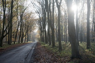 Road passing by brown beech tree autumn leaves through Savernake Forest, Wiltshire, England, UK