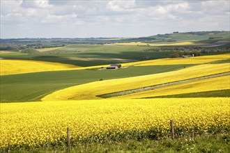 Chalk upland summer farming landscape on the Marlborough Downs, near Beckhampton, Wiltshire,