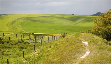 Ditch and embankment of the Wansdyke a Saxon defensive structure on All Cannings chalk downs near