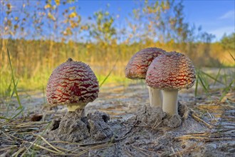 Red fly agaric (Amanita muscaria), poisonous mushroom, red cap with white spots, lucky mushroom,