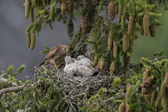 Common kestrel (Falco tinnunculus), female adult bird, feeding young birds not yet ready to fly, in