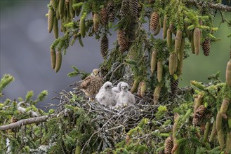 Common kestrel (Falco tinnunculus), female adult bird with young birds not yet ready to fly in the