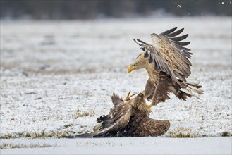 White-tailed eagle (Haliaeetus albicilla) foraging on a floodplain, large expanse of water, lake