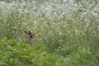 Brown hare (Lepus europaeus) adult animal on the edge of a farmland sugar beet field in the summer