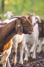 Side view of a goat in the middle of the herd in the forest, forest pasture project, compensation