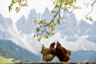 Chickens, Geislerspitzen, Villnöss Valley, Sass Rigais, Dolomites, South Tyrol, Italy, Europe