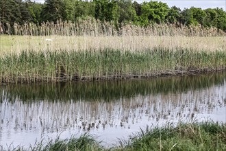 Unregulated natural course of the Spree, Mönchwinkel, 16 05 2023