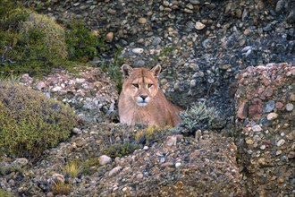 Cougar (Felis concolor patagonica) wbl. Torres del Paine NP, Chile, Torres del Paine NP, South