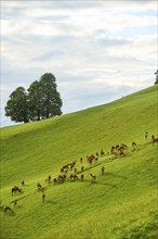 Red deer (Cervus elaphus) herd standing on a meadow in the mountains in tirol, Kitzbühel, Wildpark