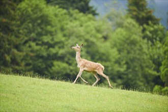 Red deer (Cervus elaphus) hind running on a meadow in the mountains in tirol, Kitzbühel, Wildpark