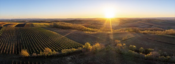 Aerial view, Autumn landscape with vineyards, Pulkautal, Weinviertel, Lower Austria, Austria,