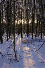 Wintertime in the forest, Elbe Sandstone Mountains, Saxony, Germany, Europe