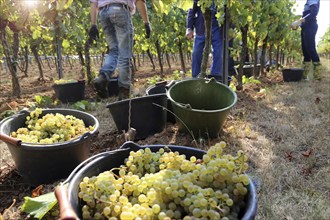 Grape grape harvest: Hand-picking of Chardonnay grapes in Meckenheim, Palatinate