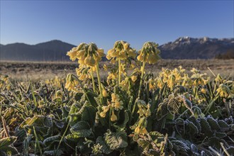 Meadow cowslip (Primula veris), morning mood, frost, sunrise, mountains, Loisach-Lake Kochel moor,