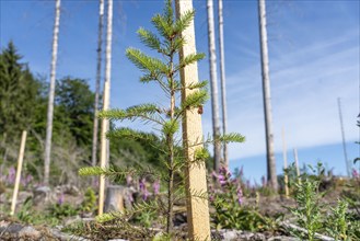 Reforestation in the Arnsberg Forest near Hirschberg, Soest district, young conifers, green Douglas