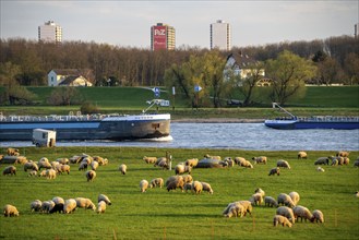 Rhine dyke near Duisburg-Beeckerwerth, flock of sheep, cargo ship on the Rhine, Duisburg, North