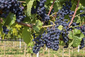 Close-up of ripe blue-green grapes