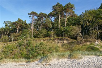 The tree-covered cliff edge above the sandy beach on the coast in the Wolin National Park, also