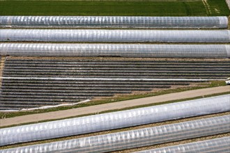 Open field strawberry cultivation in a foil greenhouse, young strawberry plants growing, near