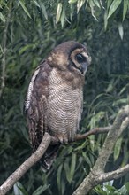 Brown wood owl (Strix leptogrammica), Walsrode Bird Park, Lower Saxony, Germany, Europe