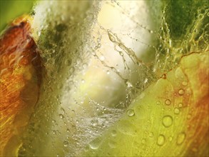 Chestnut, common horse-chestnut (Aesculus hippocastanum), detail of bud, resin droplets and fine