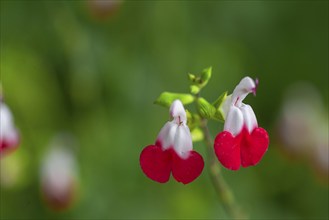 Baby sage (Salvia microphylla), Mecklenburg-Western Pomerania, Germany, Europe