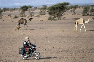 Man with typical Moroccan clothing and turban on motorbike driving his camels, Merzouga, Morocco,