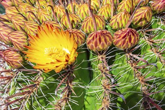 Flowering cactus (Ferocactus), Santa Eularia des Rui, Ibiza, Balearic Islands, Mediterranean Sea,