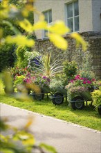 A garden path with flowering plants in wheelbarrows along a stone house, Nagold, Black Forest,