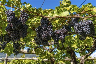 Wine-growing, in the Adige Valley, near the village of Caldaro on the Wine Road, red wine vines,