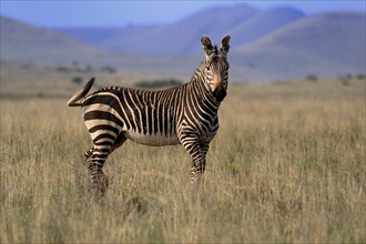 Cape Mountain Zebra (Equus zebra zebra), adult, foraging, Mountain Zebra National Park, Eastern